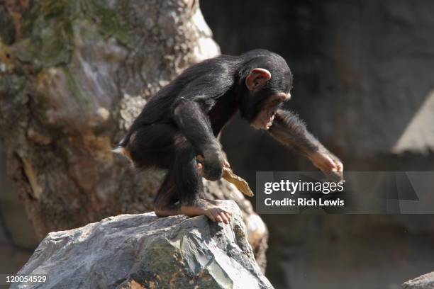 Chimpanzee Rocks 207 Chimpanzee Rock Stock Photos, High-Res Pictures, and Images - Getty ...