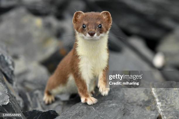 korte staart wezel-ermine - wezel stockfoto's en -beelden