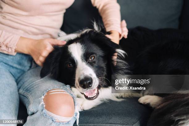 mujer jugando con su perro en casa - collie fotografías e imágenes de stock