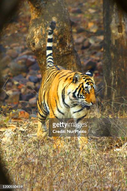 Tigress at the Ranthambore National Park in Rajasthan, India on February 13, 2020.