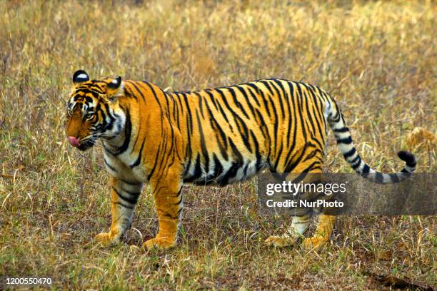 Tigress at the Ranthambore National Park in Rajasthan, India on February 13, 2020.