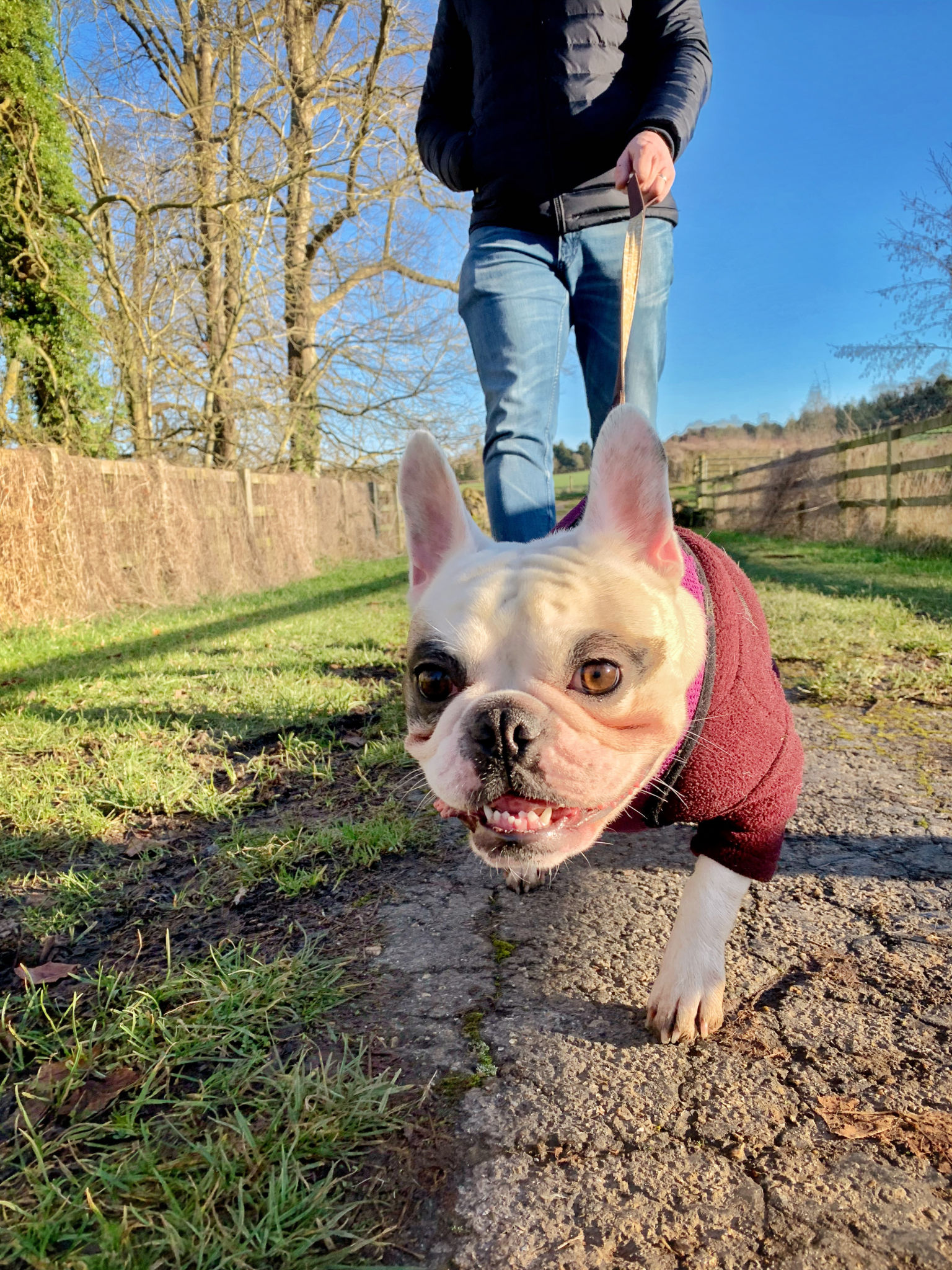 Man walking his French Bulldog Man walking his French Bulldog