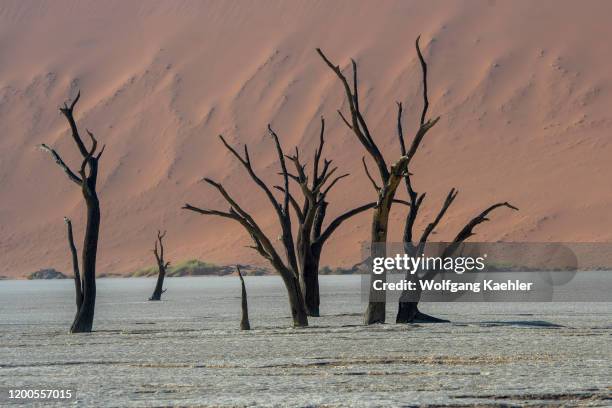 The dry landscape of Deadvlei, a clay pan characterized by dark, dead camel thorn trees contrasted against the white pan floor, located in Sossusvlei...