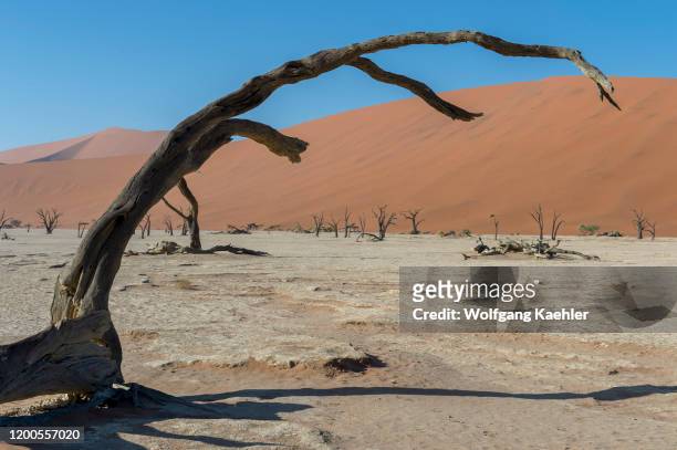 Dead camel thorn trees in the clay pan of Deadvlei, located in Sossusvlei area, Namib-Naukluft National Park in Namibia.