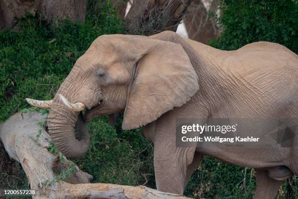 An African bull elephant under a tree in the Huanib River Valley in northern Damaraland and Kaokoland, Namibia.