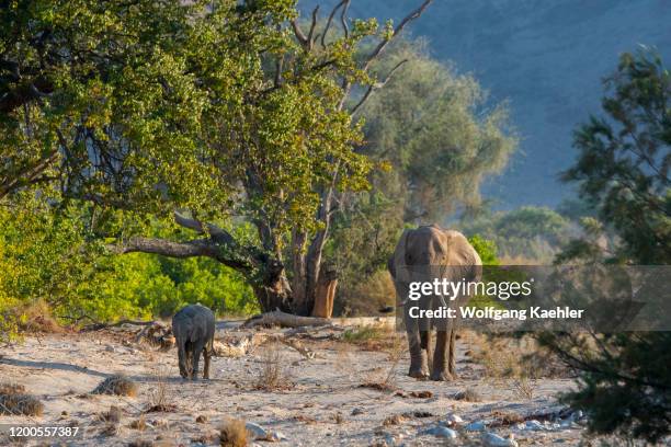 African elephant mother and baby are walking through the Huanib River Valley in northern Damaraland/Kaokoland, Namibia.