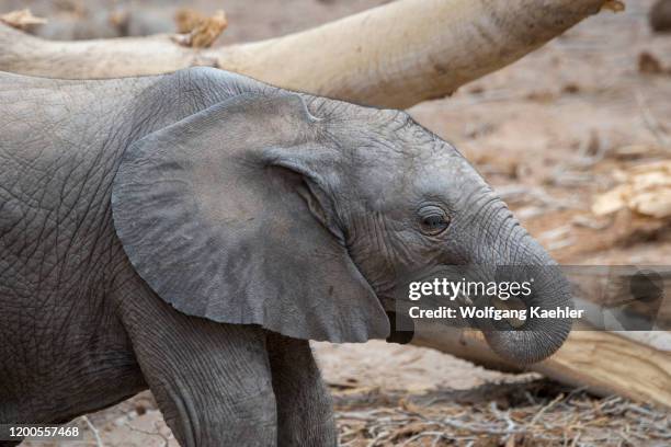 An African elephant baby is feeding on a stick in the Huanib River Valley in northern Damaraland/Kaokoland, Namibia.