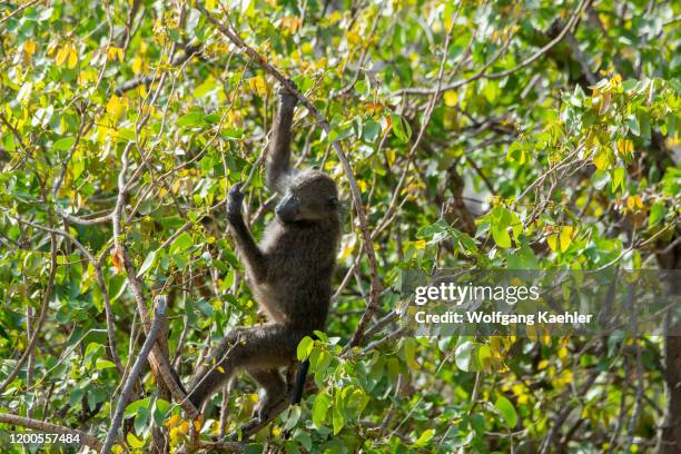 Chacma baboon is feeding on leaves of a tree in the dry Huanib River Valley in northern Damaraland and Kaokoland, Namibia.