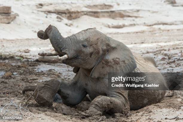 African elephant mother and baby enjoying a mud bath after it rained in the Huanib River Valley in northern Damaraland/Kaokoland, Namibia.