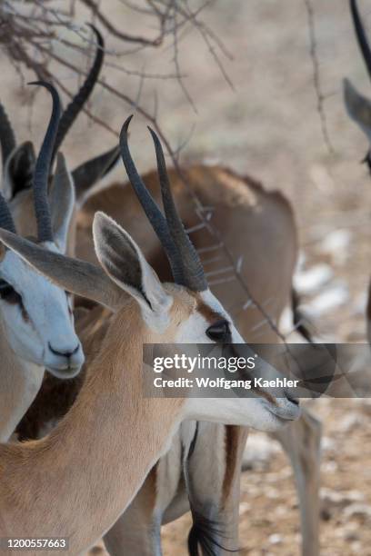 Springboks staying in the shade of a tree during the heat of the day in Etosha National Park in northwestern Namibia.
