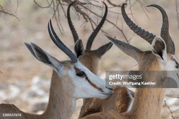 Springboks staying in the shade of a tree during the heat of the day in Etosha National Park in northwestern Namibia.