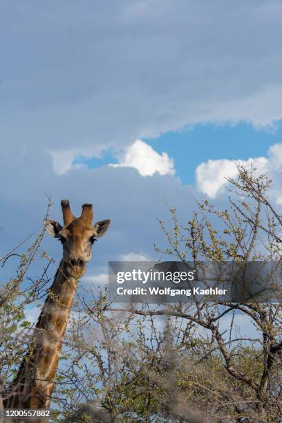 An Angolan giraffe in trees in the Ongava Game Reserve, south of the Etosha National Park in northwestern Namibia.