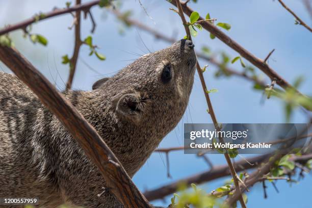 Rock hyrax , also called dassie, Cape hyrax, rock rabbit, and coney, feeding on the leaves of a tree in the Ongava Game Reserve, south of the Etosha...