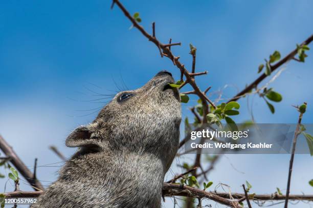 Rock hyrax , also called dassie, Cape hyrax, rock rabbit, and coney, feeding on the leaves of a tree in the Ongava Game Reserve, south of the Etosha...