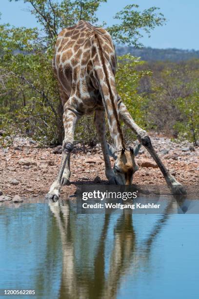 An Angolan giraffe at a waterhole at Ongava Lodge in the Ongava Game Reserve, south of the Etosha National Park in northwestern Namibia.