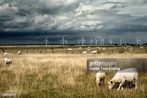 grazing sheep and wind turbines - dungeness stock pictures, royalty-free photos & images