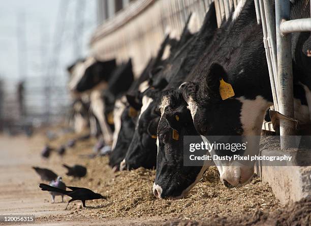 cows and birds - gado de leite imagens e fotografias de stock