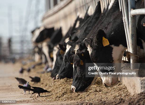 cows and birds - phoenix bird 個照片及圖片檔