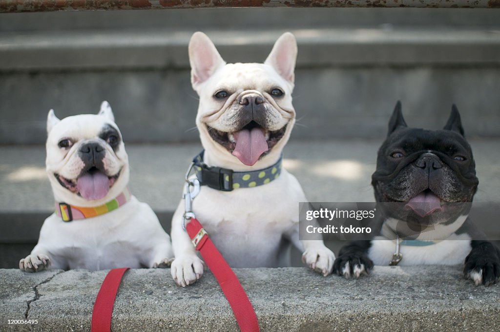 French bulldogs