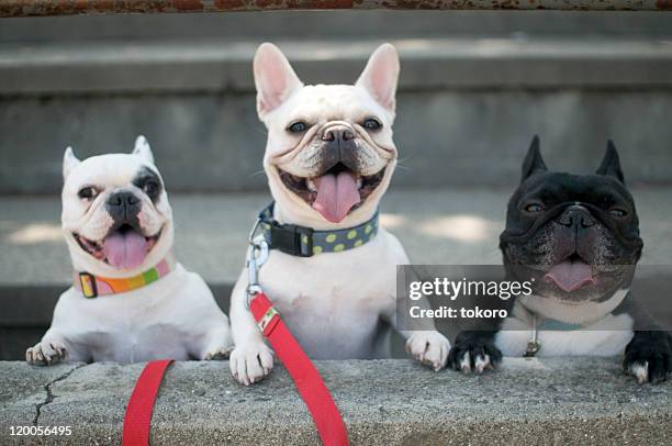 french bulldogs - tre djur bildbanksfoton och bilder