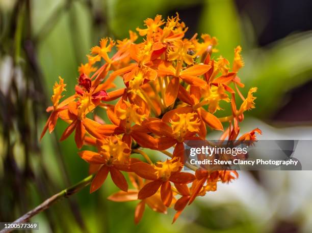 epidendrum - epidendrum stock pictures, royalty-free photos & images