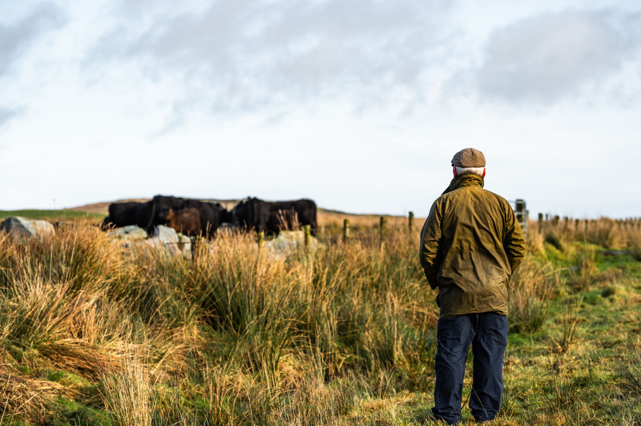 Senior man in a rural setting with his back to the camera looking at beef cattle in a field in south west Scotland. Senior man in a rural setting with his back to the camera looking at beef cattle in a field in south west Scotland.