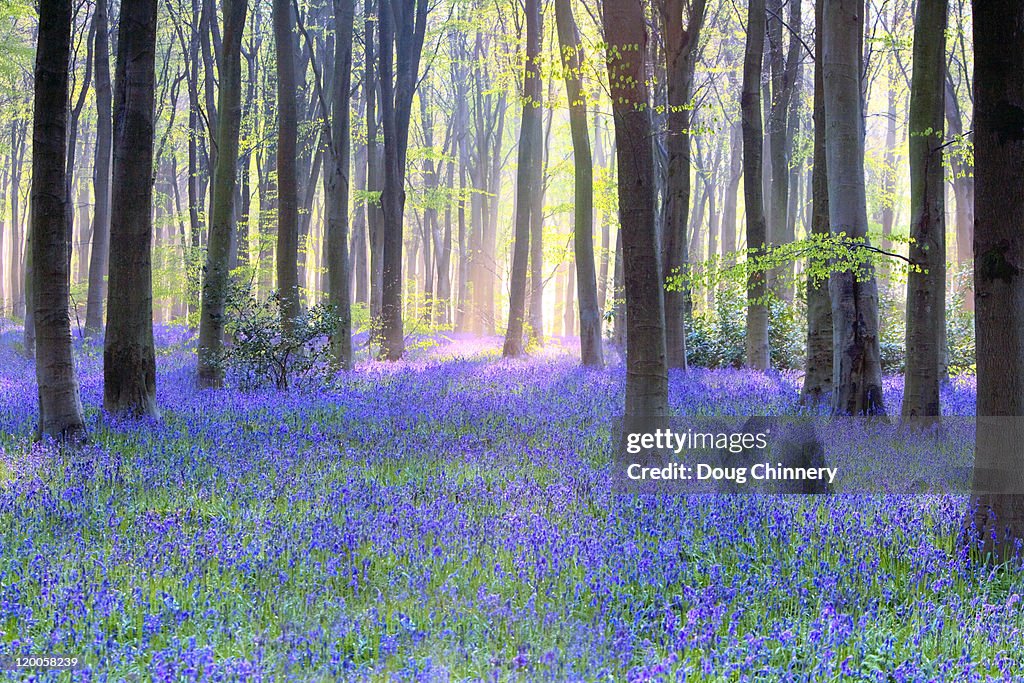 Bluebell wood at dawn