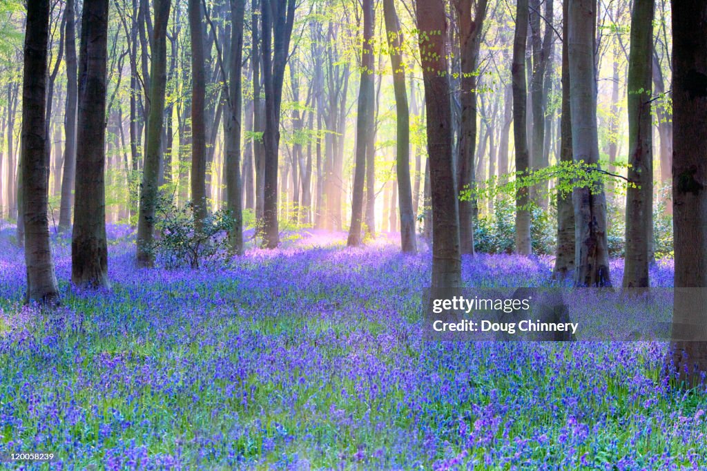 Bluebell wood at dawn