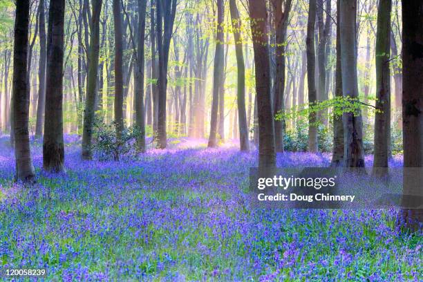 bluebell wood at dawn - bluebell stock pictures, royalty-free photos & images