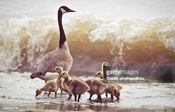 gaggle - gosling stock pictures, royalty-free photos & images
