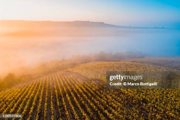 golden misty vineyards at sunrise, burgundy, france - weingut stock-fotos und bilder