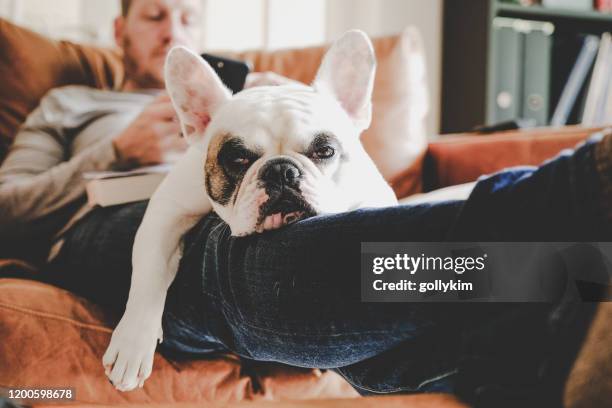 mann auf dem sofa mit telefon mit frenchie hund schlafen auf seinem schoß - auf dem schoß stock-fotos und bilder