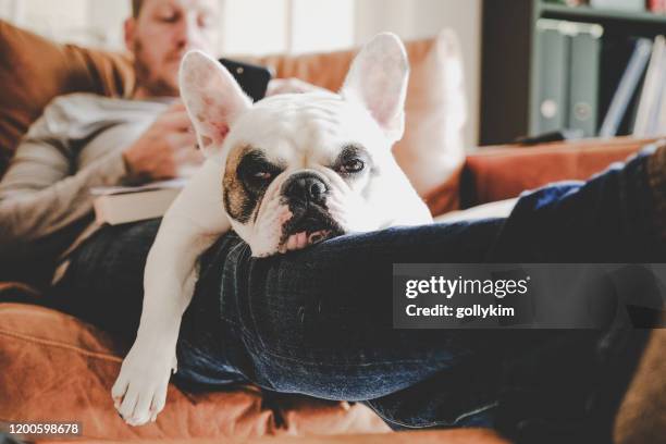 man op de bank met behulp van de telefoon met frenchie hond slapen op zijn schoot - op schoot stockfoto's en -beelden
