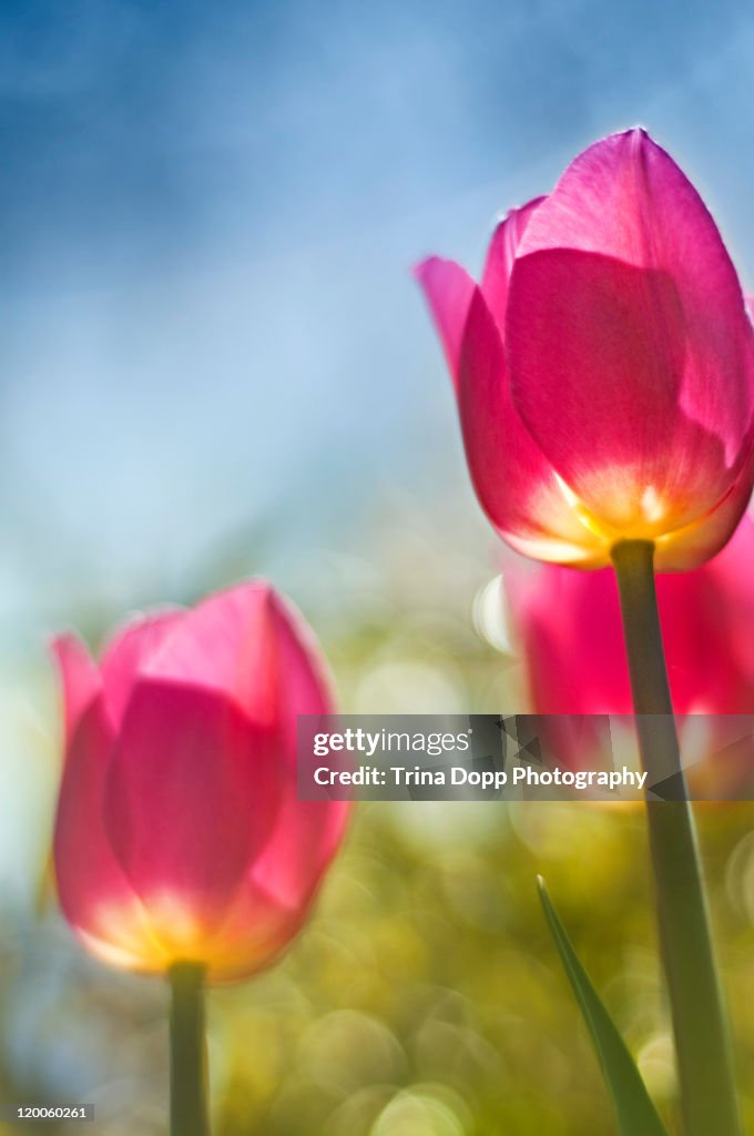 Tulips flower