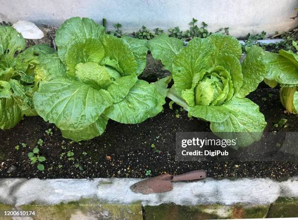 homegrown chinese cabbages - chinese cabbage imagens e fotografias de stock