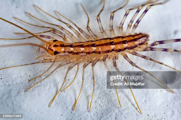 housecentipede - centipede stock pictures, royalty-free photos & images