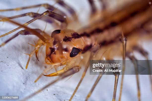 housecentipede - centipede stock pictures, royalty-free photos & images
