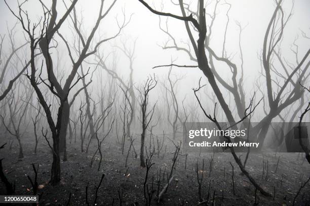 burnt trees in atmospheric smog, forest fire smoke and fog after bushfire, australia - destruction stock pictures, royalty-free photos & images