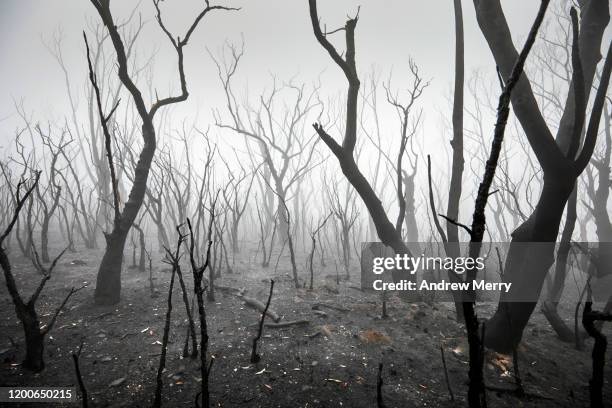 burnt trees in atmospheric smog, forest fire smoke and fog after bushfire, australia - monochrome 700063863 stock pictures, royalty-free photos & images