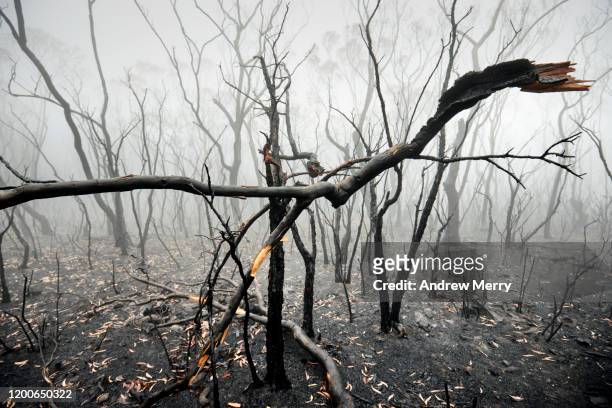 fallen burnt trees in atmospheric smog, forest fire smoke and fog after bushfire, australia - broken tree stock pictures, royalty-free photos & images