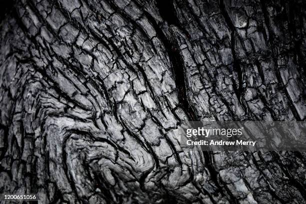 closeup of burnt tree after bush fire with abstract black and white textured pattern, australia - australia fires fotografías e imágenes de stock