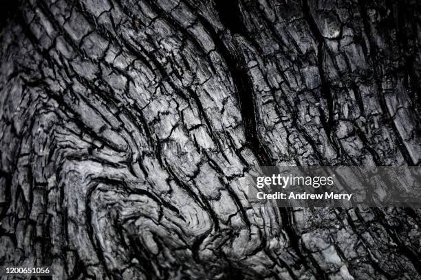 closeup of burnt tree after bush fire with abstract black and white textured pattern, australia - 木肌 ストックフォトと画像