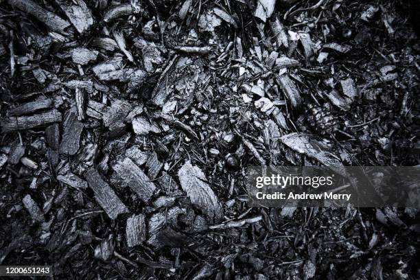 closeup of burnt black forest floor after bush fire, australia - burnt stockfoto's en -beelden