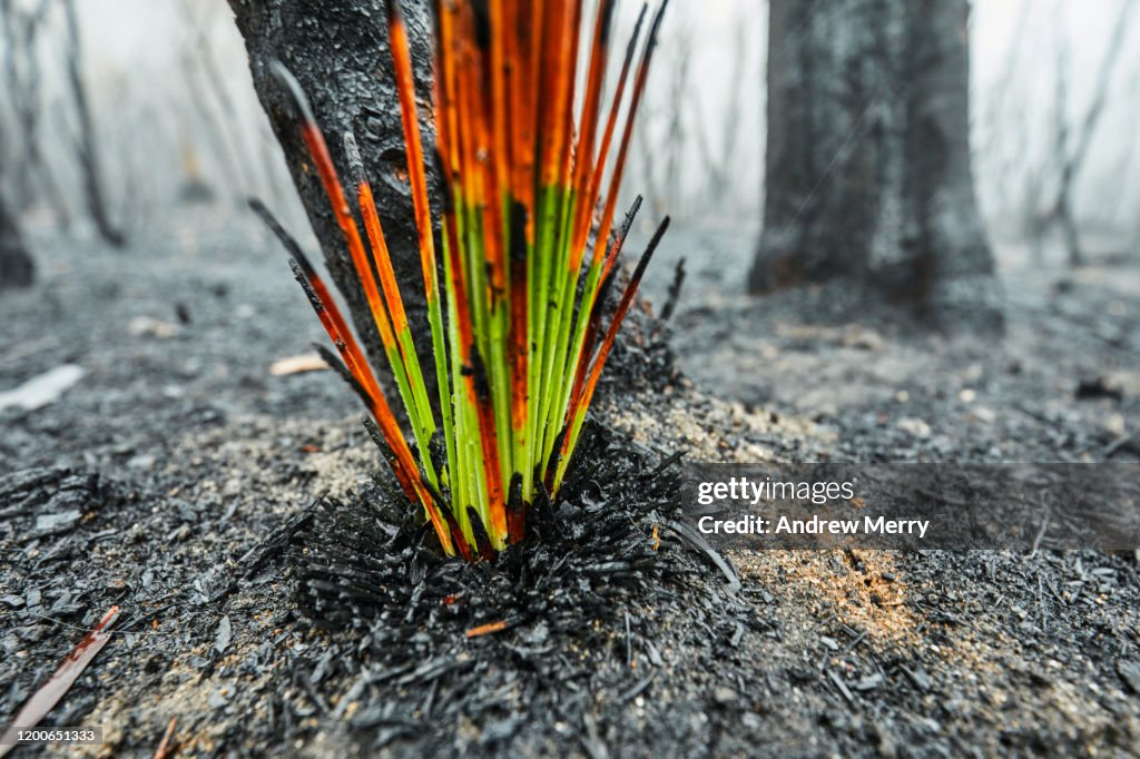 Burnt grass tree growing after bushfire, forest fire smoke and fog, Blue Mountains, Australia