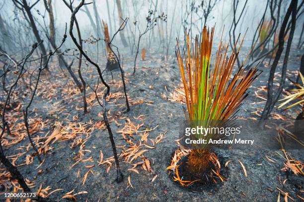burnt grass tree growing after bushfire with forest fire smoke and fog, blue mountains, australia - asche stock-fotos und bilder