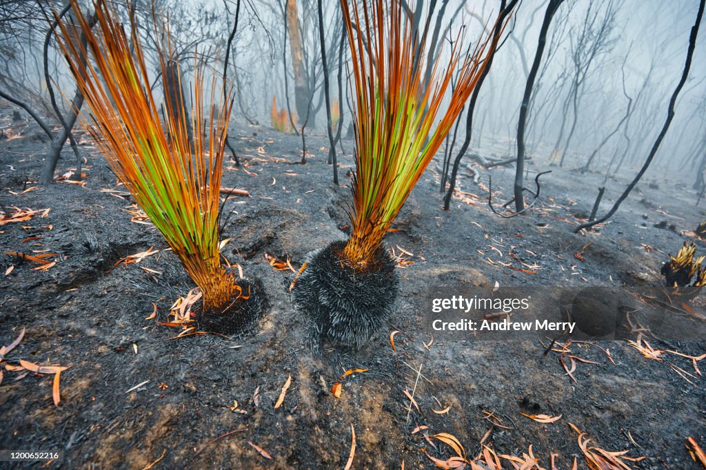 Burnt grass tree growing after bushfire with forest fire smoke and fog, Blue Mountains, Australia