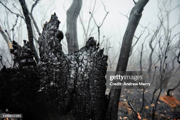 closeup of burnt charred tree after forest fire with smoke and fog, bushfire in australia - ember stock pictures, royalty-free photos & images