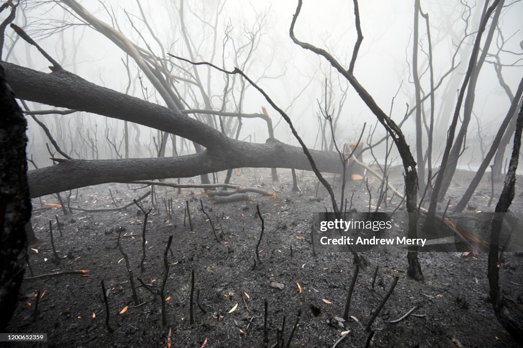 Fallen burnt trees in atmospheric smog, forest fire smoke and fog after bushfire, Australia