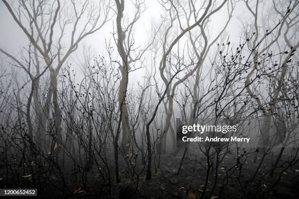 burnt trees in atmospheric smog, forest fire smoke and fog after bushfire, australia - andrew eldritch stock-fotos und bilder