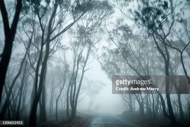 driving on a country road in an atmospheric dark forest through smoke, fog, mist and rain - andrew eldritch stock-fotos und bilder